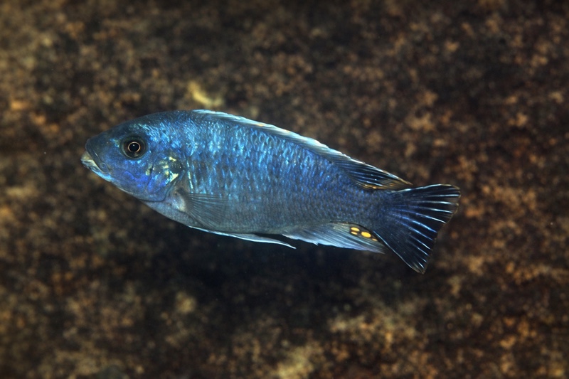 Maylandia xanstomachus 'Kanchedza Island'